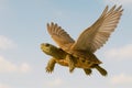 A flying turtle with wings. Space for text. Royalty Free Stock Photo
