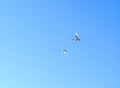 Flying two white swans in blue sky background, Lithuania Royalty Free Stock Photo