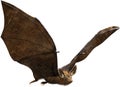 Flying Vampire Bat, Halloween, Isolated, Wildlife Royalty Free Stock Photo