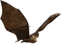 Flying Vampire Bat, Halloween, Isolated, Wildlife