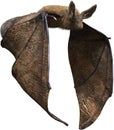 Flying Vampire Bat, Halloween, Isolated, Wildlife