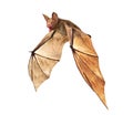 Flying Vampire bat isolated on white background Royalty Free Stock Photo