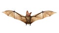 Flying Vampire bat isolated on white background Royalty Free Stock Photo