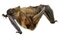 Flying Vampire bat isolated on white background Royalty Free Stock Photo