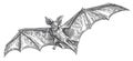 Flying vampire bat. Vintage sketch vector illustration for Halloween holiday decoration