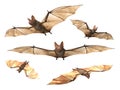Flying Vampire bats Royalty Free Stock Photo