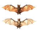 Flying Vampire bats isolated on white background