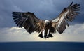 Flying vulture Royalty Free Stock Photo