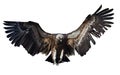 Flying vulture. Isolated over white Royalty Free Stock Photo