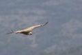 Flying vulture over the horizon.