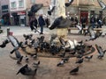 Pigeons Around The Fountain Istanbul