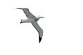 Flying Wandering Albatross, Snowy Albatross, White-Winged Albatross or Goonie, diomedea exulans, Antarctica