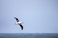 Flying Wandering Albatross, Snowy Albatross, White-Winged Albatross or Goonie, diomedea exulans, Antarctica