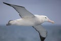 Flying Wandering Albatross, Snowy Albatross, White-Winged Albatross or Goonie, diomedea exulans, Antarctica