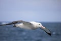 Flying Wandering Albatross, Snowy Albatross, White-Winged Albatross or Goonie, diomedea exulans, Antarctica