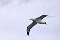 Flying Wandering Albatross, Snowy Albatross, White-Winged Albatross or Goonie, diomedea exulans, Antarctica