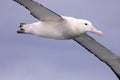 Flying Wandering Albatross, Snowy Albatross, White-Winged Albatross or Goonie, diomedea exulans, Antarctica