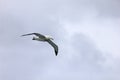 Flying Wandering Albatross, Snowy Albatross, White-Winged Albatross or Goonie, diomedea exulans, Antarctica