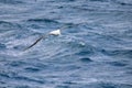 Flying Wandering Albatross, Snowy Albatross, White-Winged Albatross or Goonie, diomedea exulans, Antarctica