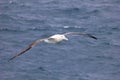 Flying Wandering Albatross, Snowy Albatross, White-Winged Albatross or Goonie, diomedea exulans, Antarctica
