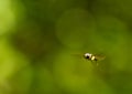 Flying Wasp Royalty Free Stock Photo
