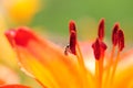 Flying Wasp and Blooming Red Lily Royalty Free Stock Photo