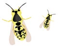 Flying wasp, icon