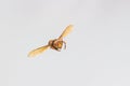 Flying Wasp, Insect Royalty Free Stock Photo