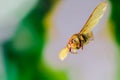 Flying Wasp, Insect Royalty Free Stock Photo