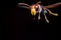 A flying wasp, Close - up