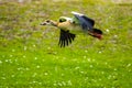 Egyptian goose flying over green meadow