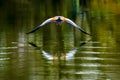 Egyptian goose with spread wings flying over lake surface