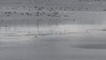 Flying waterfowl over Nonnensee, Germany