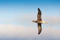 Flying waved albatross Galapagos Islands Royalty Free Stock Photo