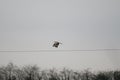 Flying Western Marsh-harrier bird under a gloomy sky