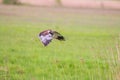 Flying western marsh harrier in the Netherlands