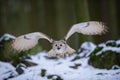 Flying western siberian eagle owl in the forest