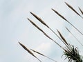 Flying wheat