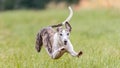 Flying whippet in the field on lure coursing competition Royalty Free Stock Photo