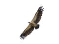 Flying White backed vulture on white background Royalty Free Stock Photo