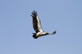 Flying White-Backed Vulture Royalty Free Stock Photo