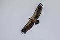 Flying White backed vulture Royalty Free Stock Photo