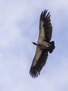 Flying White backed vulture Royalty Free Stock Photo