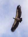 Flying White backed vulture Royalty Free Stock Photo