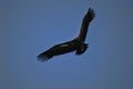 Flying White-backed vulture, Gyps africanus, Gorongosa National Park, Mozambique Royalty Free Stock Photo