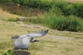 White-backed vulture Royalty Free Stock Photo