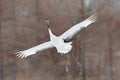 Flying White bird Red-crowned crane, Grus japonensis, with open wing, with snow storm, Hokkaido, Japan. Wildlife scene from the wi Royalty Free Stock Photo