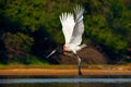 Flying white bird in tropic forest. Jabiru stork flight. Jabiru, Jabiru mycteria, black and white bird in the green water with flo