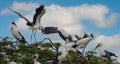 flying white and black herons sitting on a tree branch
