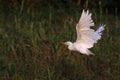 A flying white crane on the hervesting land Royalty Free Stock Photo